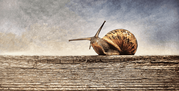  a comparison of translation slowing business down to a snail